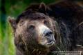 Grizzly_2