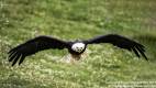 Aquila_Eagles-SharpenAI-focus