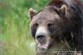 Grizzly